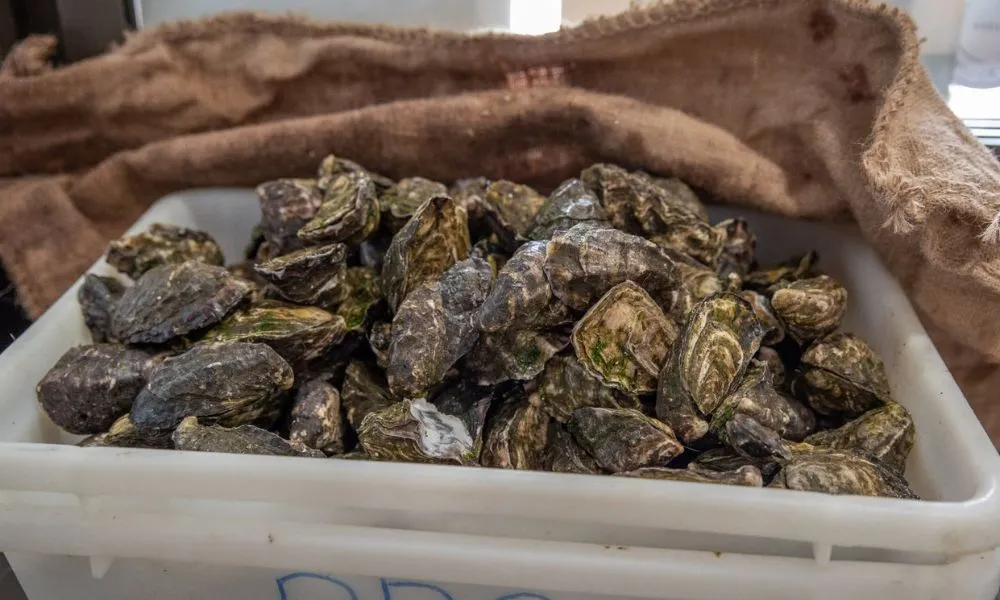 Broken Bay Pearl Farm Oyster Tasting Tour | Experience Oz-4