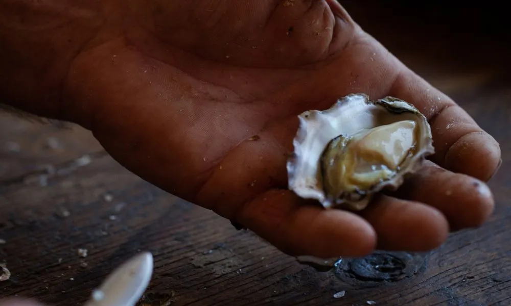 Broken Bay Pearl Farm Oyster Tasting Tour | Experience Oz-3