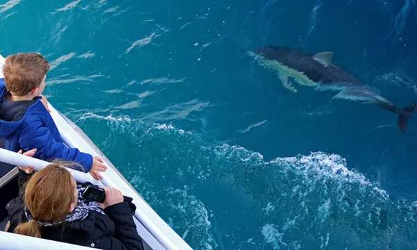 Phillip Island Winter Whale Cruise - 4 Hours