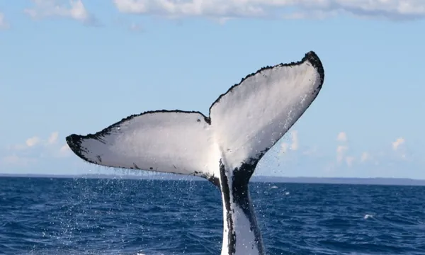 Phillip Island Winter Whale Cruise - 4 Hours