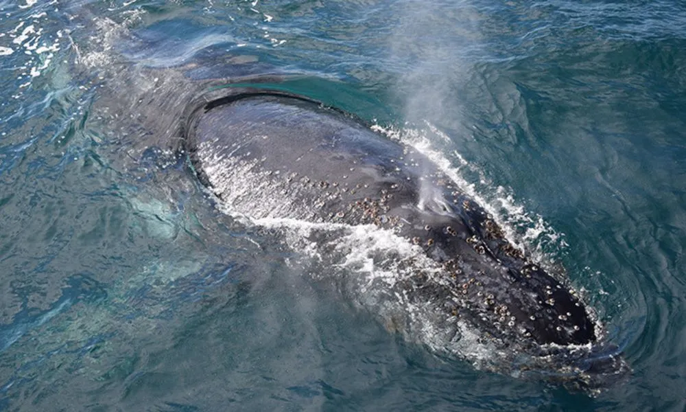 Phillip Island Winter Whale Cruise - 4 Hours | Experience Oz -5