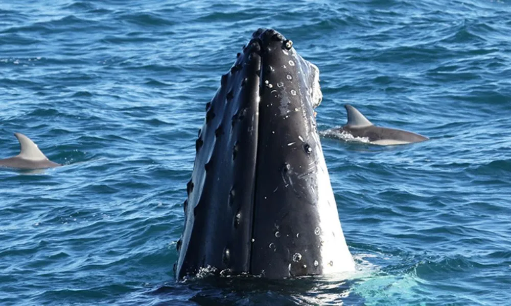 Phillip Island Winter Whale Cruise - 4 Hours | Experience Oz -2