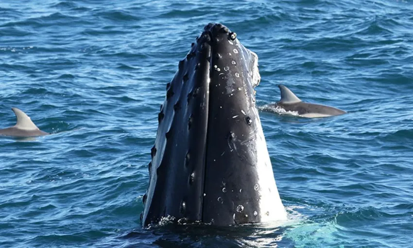 Phillip Island Winter Whale Cruise - 4 Hours | Experience Oz