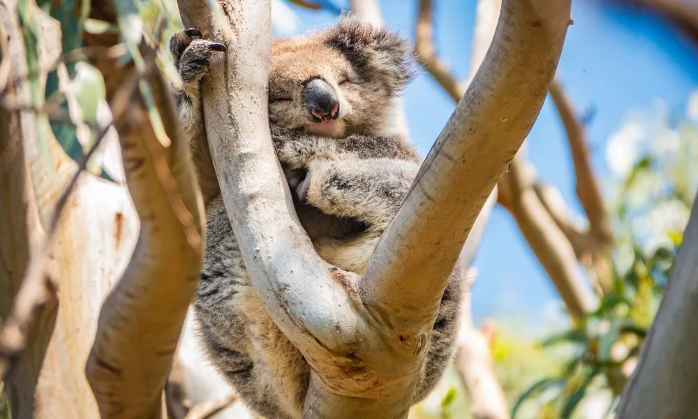 Great Ocean Road Sunset Tour - Book Now | Experience Oz-7