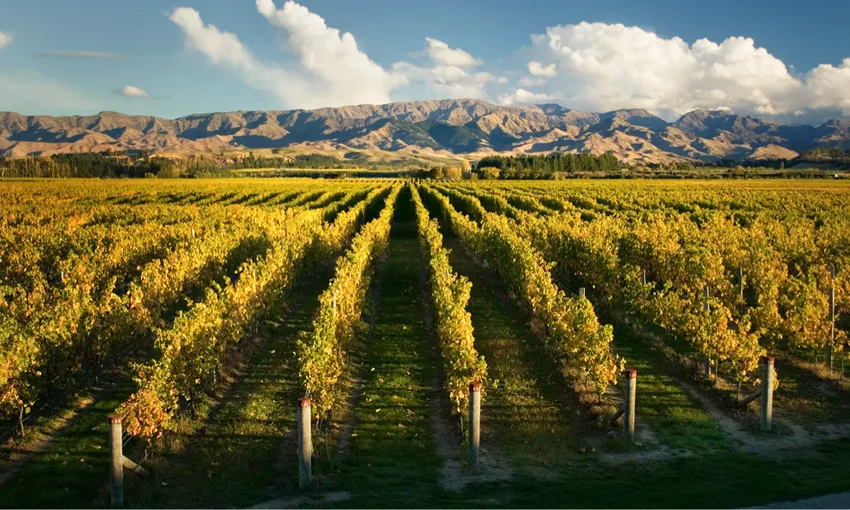 Marlborough Icons Full Day Tour - Book Now | Experience Oz
