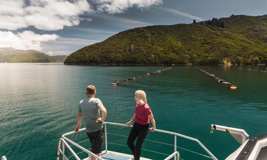 Pelorus Sound Mail Run Cruise from Havelock - Book Now | Experience Oz