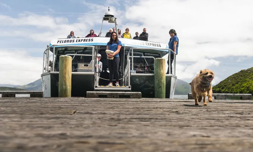 Pelorus Sound Mail Run Cruise from Havelock - Book Now | Experience Oz