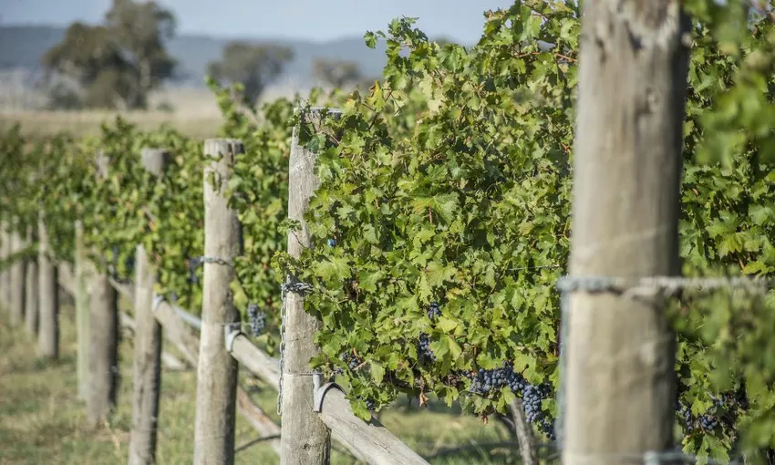 Canberra Winery Tour to Murrumbateman with Lunch | Experience Oz