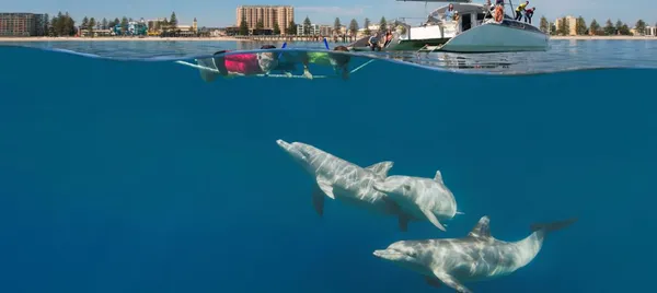 Adelaide Swim with Wild Dolphins Cruise from Glenelg
