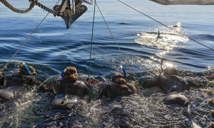 Adelaide Dolphin Cruise and Swim - Book Now | Experience Oz