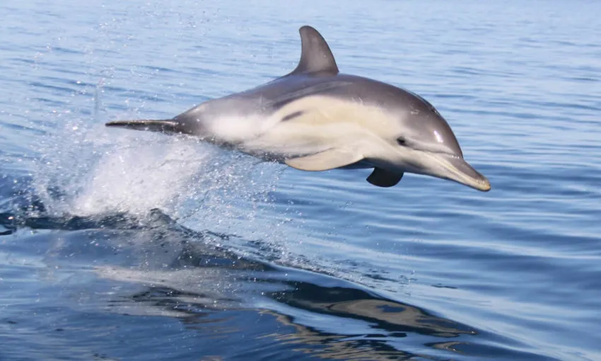 Adelaide Dolphin Cruise and Swim - Book Now | Experience Oz