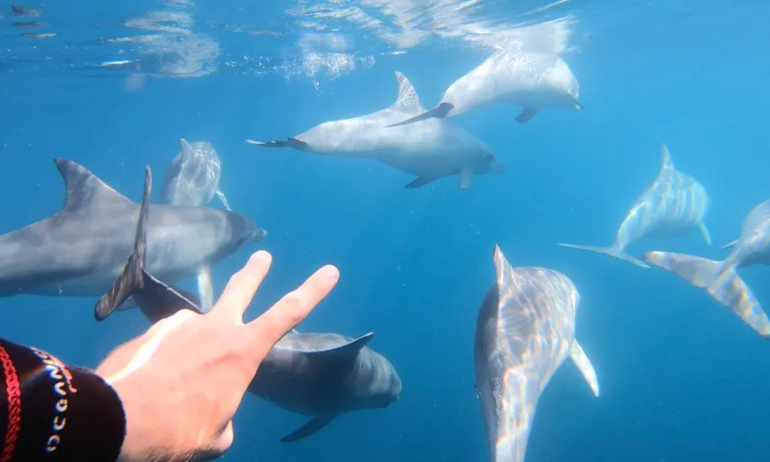 Adelaide Dolphin Cruise and Swim - Book Now | Experience Oz