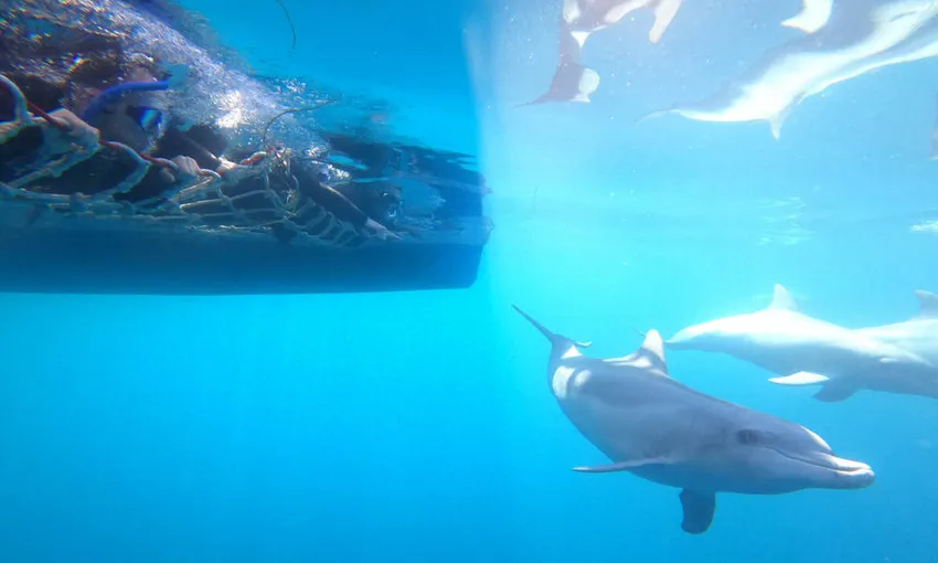 Adelaide Dolphin Cruise and Swim - Book Now | Experience Oz