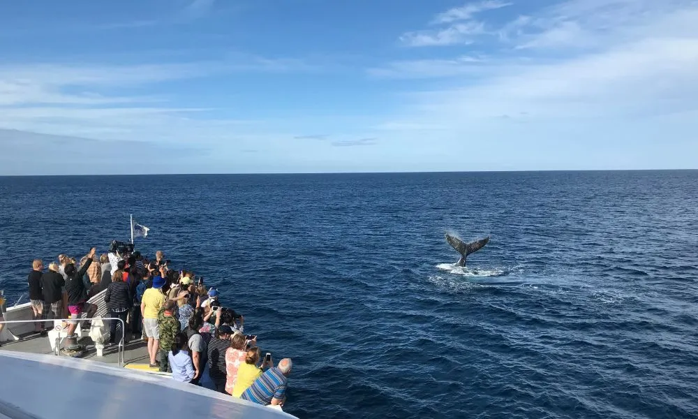 Moreton Island Whale Watching & Dolphin Feeding | Experience Oz-4