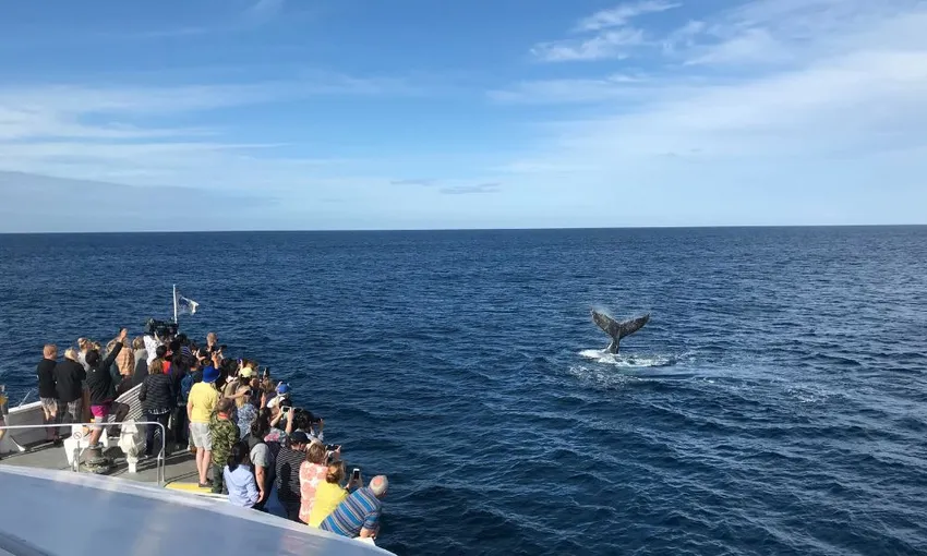 Moreton Island Whale Watching & Dolphin Feeding | Experience Oz
