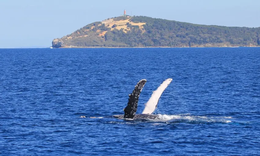 Moreton Island Whale Watching & Dolphin Feeding | Experience Oz