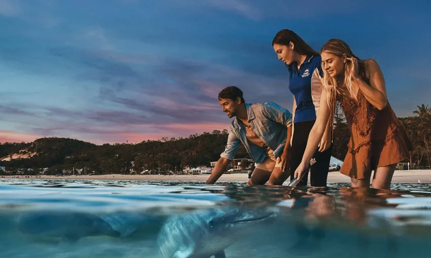Moreton Island Whale Watching & Dolphin Feeding | Experience Oz