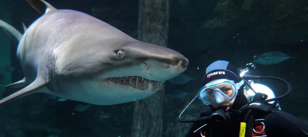 SEA LIFE Sydney Shark Dive Xtreme Promotion