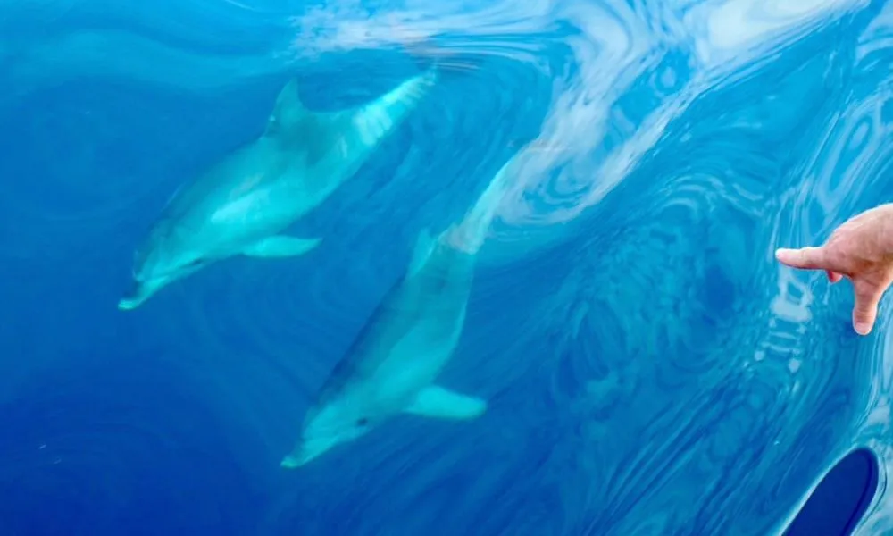 Adelaide Half Day Blue Water Sailing Experience - Book Now | Experience Oz-5