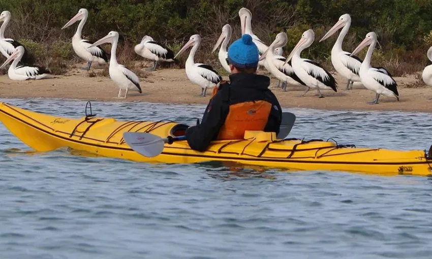 Coorong Guided Kayaking Tour with Lunch | Experience OZ