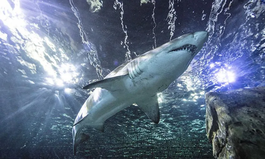Dive with Sharks at SEA LIFE Sunshine Coast Aquarium