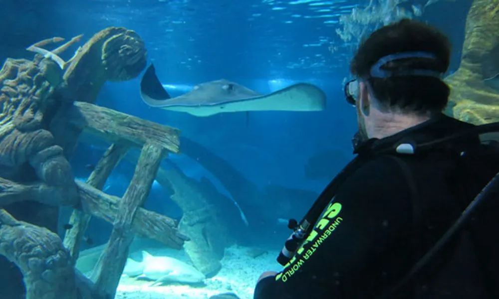 Dive with Sharks at SEA LIFE Sunshine Coast Aquarium-2