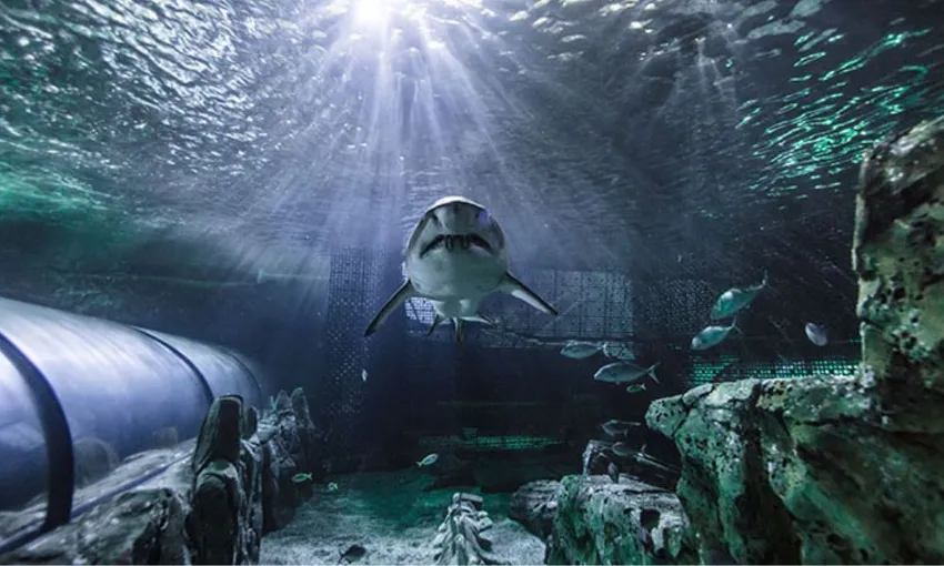 Dive with Sharks at SEA LIFE Sunshine Coast Aquarium