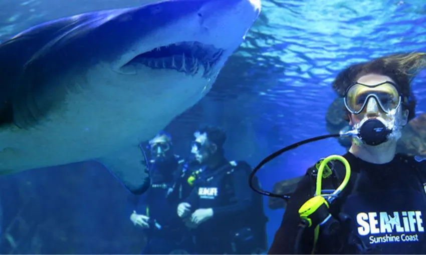 Dive with Sharks at SEA LIFE Sunshine Coast Aquarium