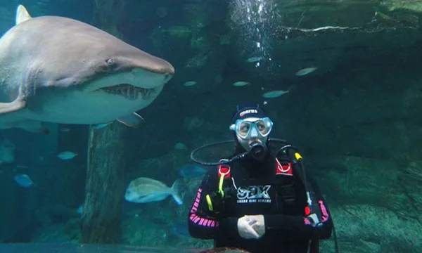 Shark Dive at SEA LIFE Sunshine Coast Aquarium