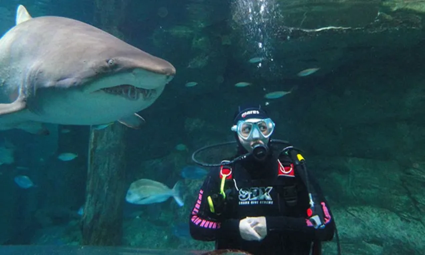 Dive with Sharks at SEA LIFE Sunshine Coast Aquarium
