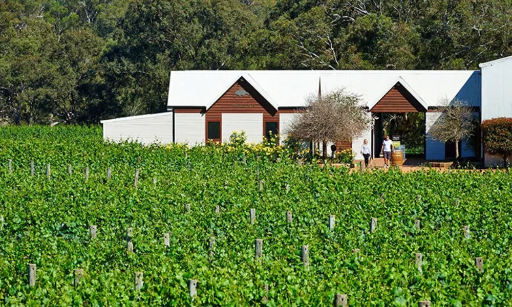 Wine 101 Class with 2 Course Lunch - For 2 | Experience Oz-4