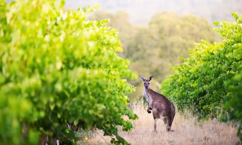 Barossa Valley Wine Tour with Lunch and Helicopter Flight