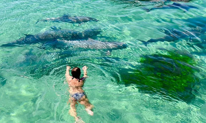 Kangaroo Island Explorer Tour and Dolphin Swim - Book Now | Experience Oz