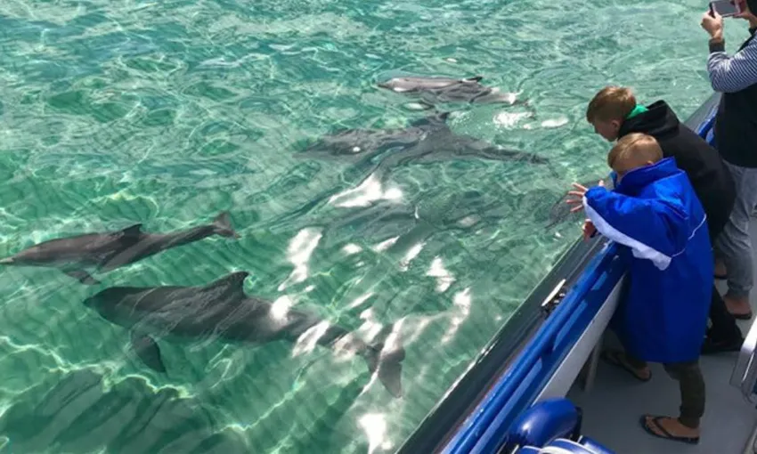 Kangaroo Island Explorer Tour and Dolphin Swim - Book Now | Experience Oz