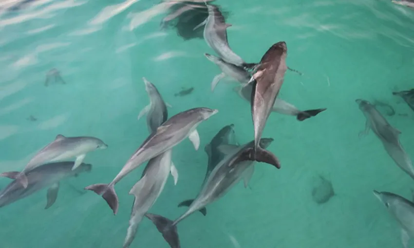 Kangaroo Island Explorer Tour and Dolphin Swim - Book Now | Experience Oz