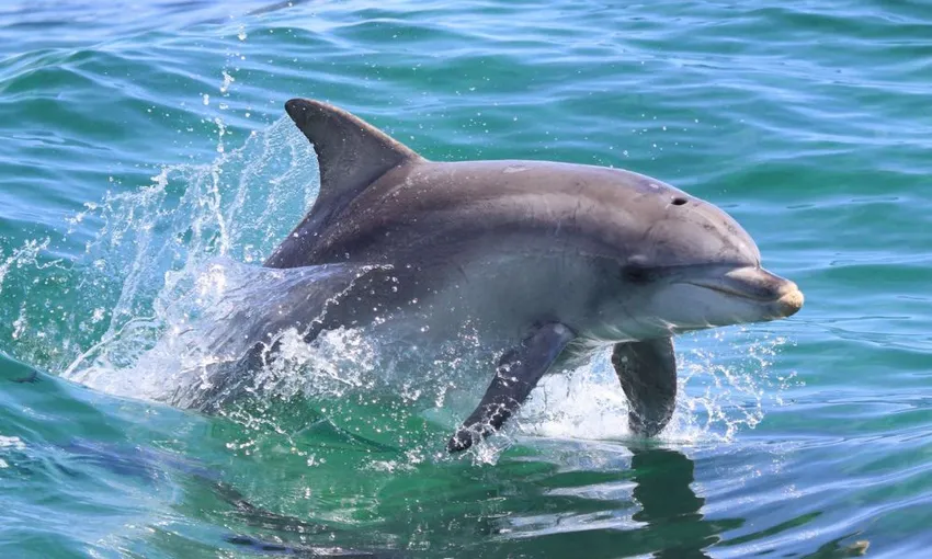Kangaroo Island Explorer Tour and Dolphin Swim - Book Now | Experience Oz