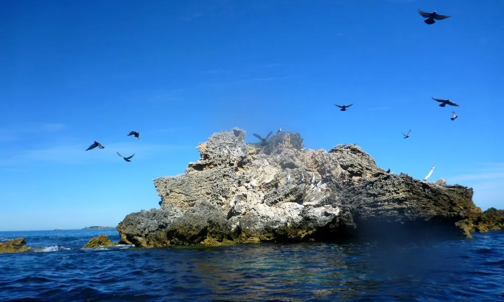 Shoalwater Islands Kayaking Day Trip with Lunch | Experience Oz-3