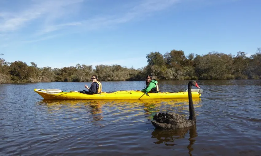 Swan River Guided Kayak Tour - Half Day | Experience Oz