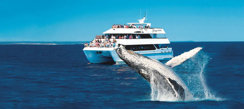 Humpback whale breaching beside a whale watching vessel in Hervey Bay Queensland