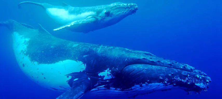 Hervey Bay Half Day Whale Watch Cruise - Book Now | Experience Oz
