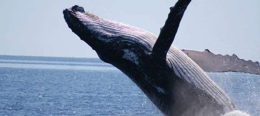 Hervey Bay Half Day Whale Watch Cruise - Book Now | Experience Oz