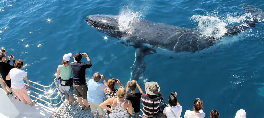 Hervey Bay Half Day Whale Watch Cruise - Book Now | Experience Oz