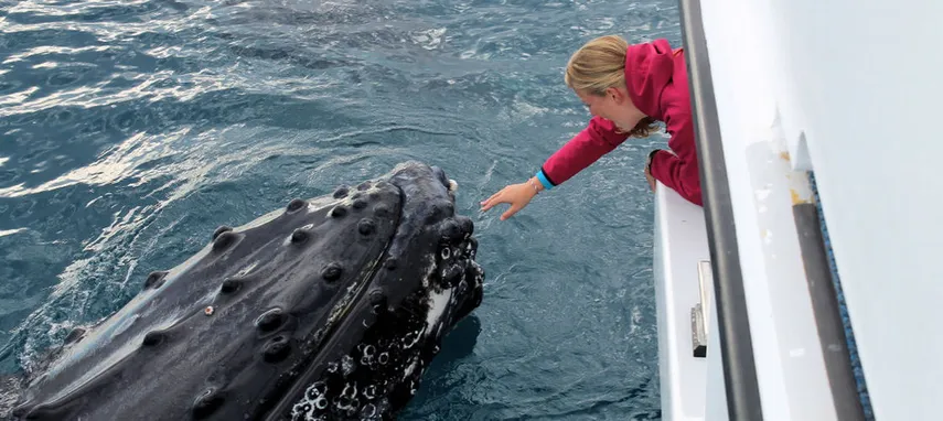 Hervey Bay Half Day Whale Watch Cruise - Book Now | Experience Oz