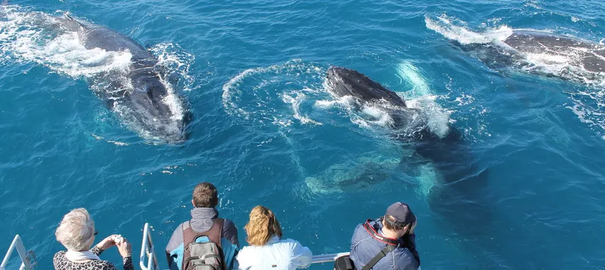 Hervey Bay Half Day Whale Watch Cruise - Book Now | Experience Oz