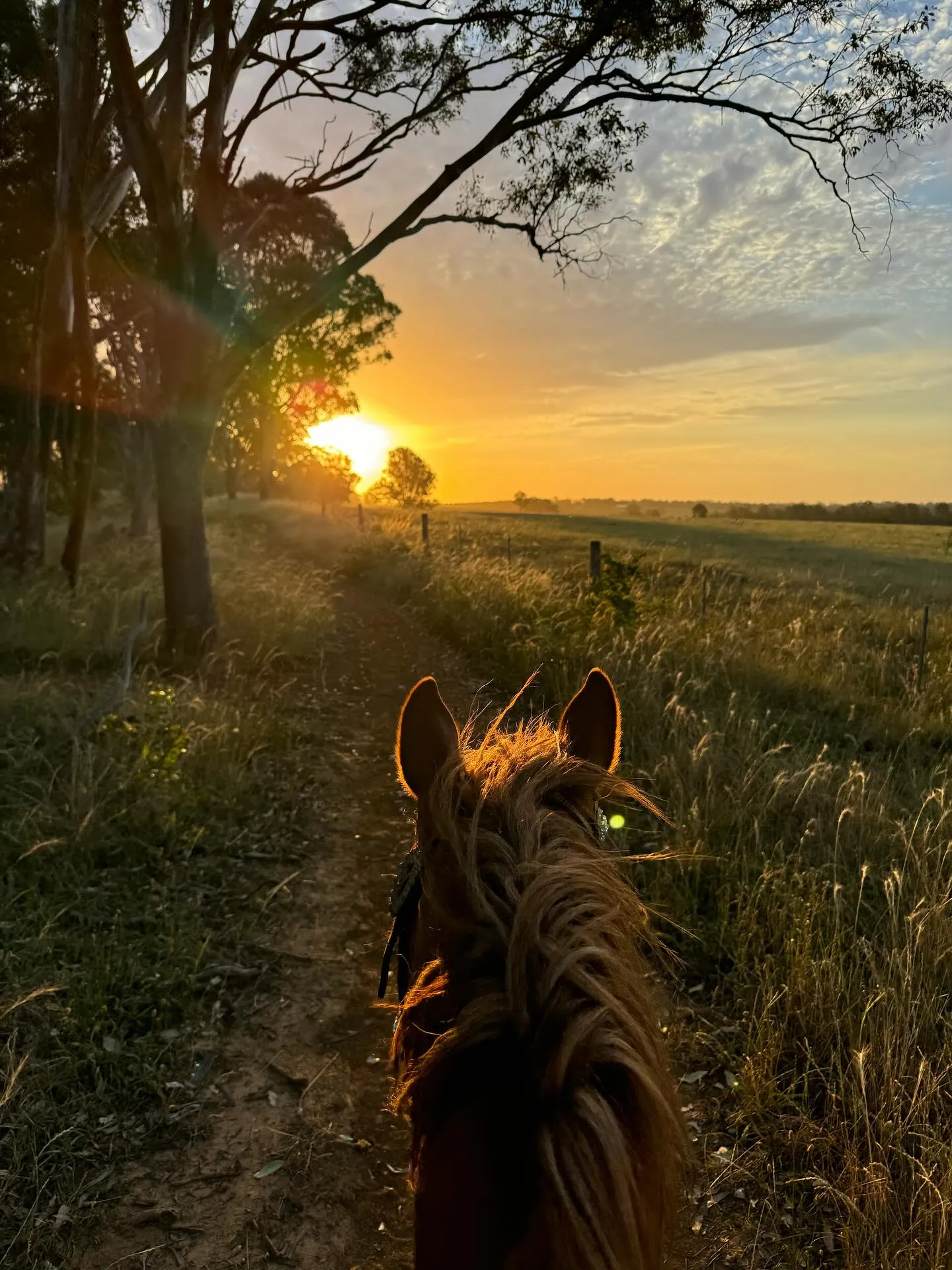 Horseback Trail Ride - 90 Minutes - Vineyard & Mountain Views | Experience Oz-4