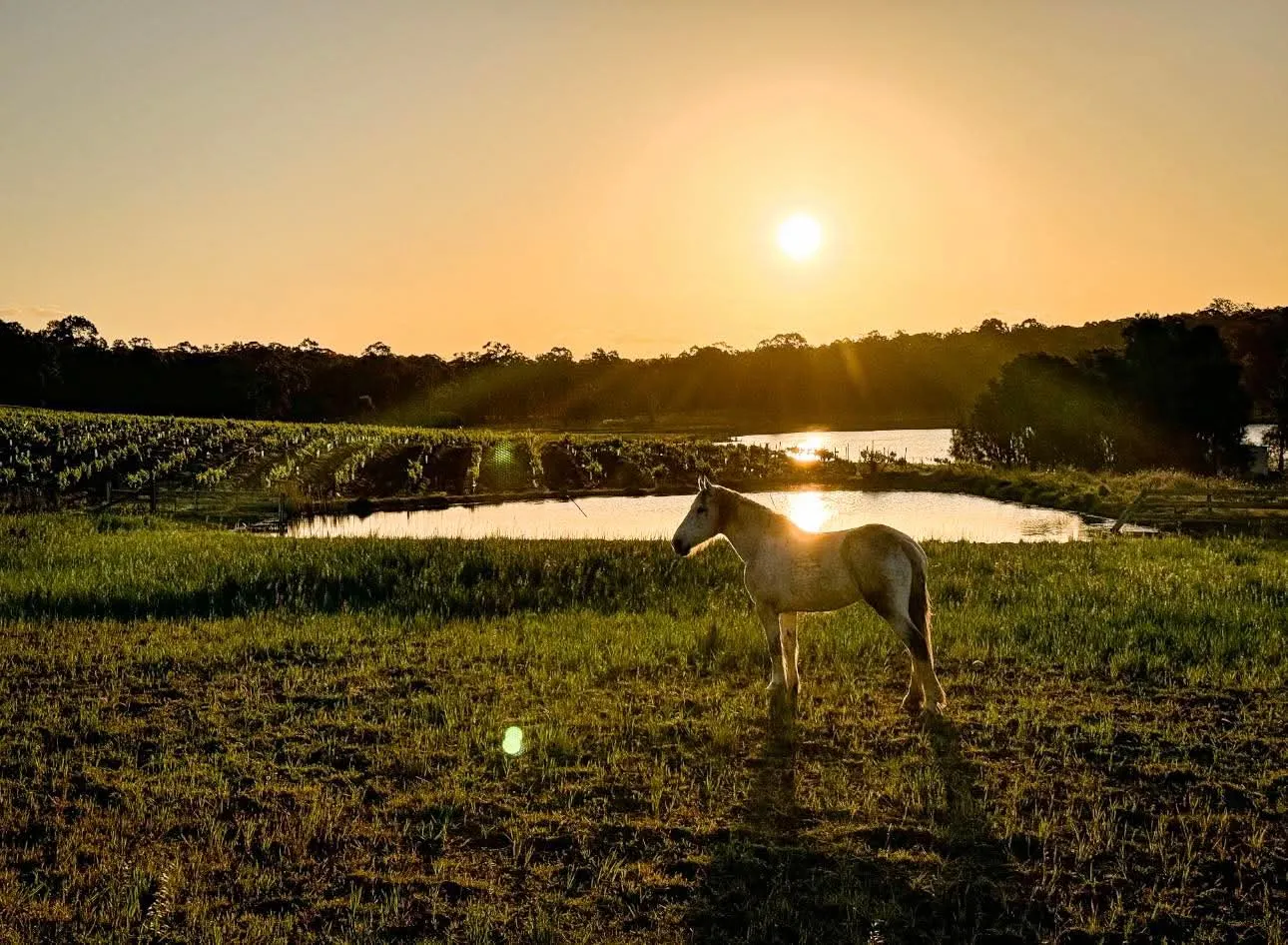 Horseback Trail Ride - 90 Minutes - Vineyard & Mountain Views | Experience Oz-5