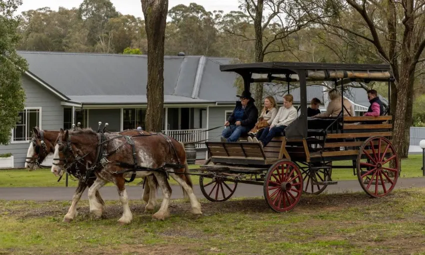 Horse Drawn Carriage Vineyard Ride - 45 Minutes | Experience Oz