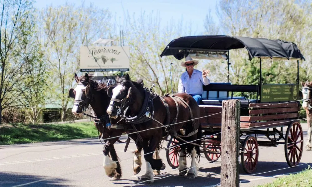 Horse Drawn Carriage Vineyard Ride - 45 Minutes | Experience Oz-1