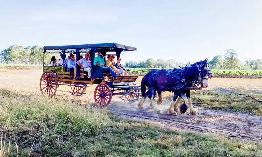 Horse Drawn Carriage Vineyard Ride - 45 Minutes | Experience Oz