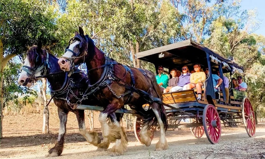 Horse Drawn Carriage Vineyard Ride - 45 Minutes | Experience Oz